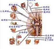 诱发癫痫病的原因主要有哪些